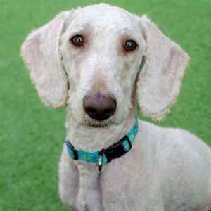 Hi my name is Willis Im a 1 year old 20lbs neutered male Poodle mix Im an adorable energeti