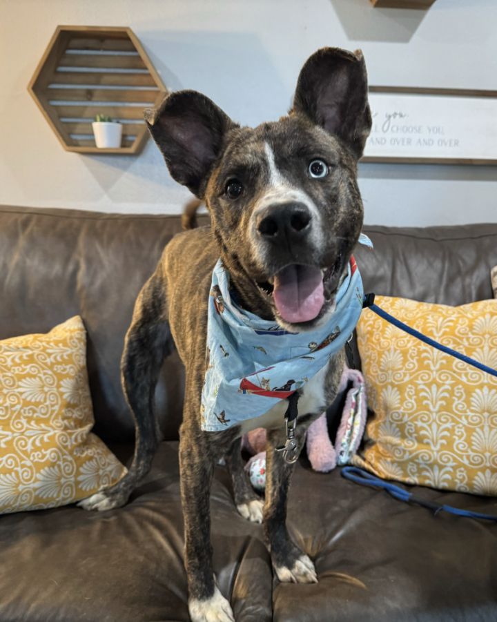 Dog For Adoption - Beck The Blue Eyed Wonder., A Pit Bull Terrier 