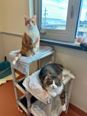 Hello We are Simba and Spike and were hoping to go home together Simba is a neutered 5 year old