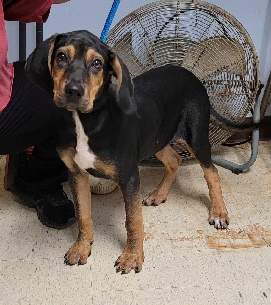 Coolio, an adoptable Bloodhound, Mixed Breed in Chillicothe, OH, 45601 | Photo Image 1