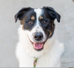 Marshall Needs Foster or Adopter Border Collie Dog