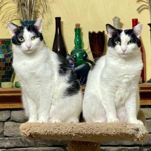 Birch and Elm are a bonded pair of sisters who are ready to fill your home with 