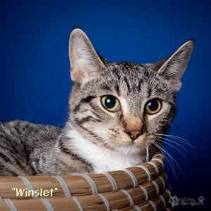 Winslet Domestic Short Hair Cat
