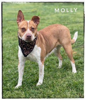 Molly is a sweet four-year-old female Australian Shepherd She was abandoned by her former owner in 