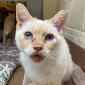 Meet Oscar H Oscar is a shy boy who only takes a couple of Churu treats to warm up He