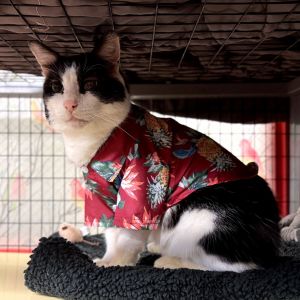 Tank Domestic Short Hair Cat