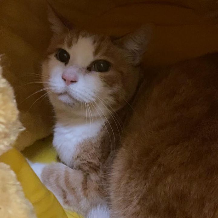 Miss Buttercup 1