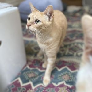 Meet Sherbet Hes a low maintenance guy looking for a peaceful home to nap his days away He can be