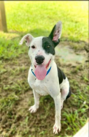 Ranger, Young Male Bull Terrier