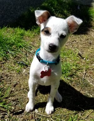 Animal Profile Feta is an a 10 week old ChiHeeler mix best guess who will be joining us along wi