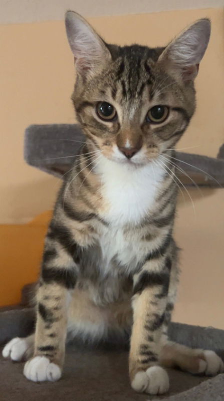 Ziti, an adoptable Tabby, Domestic Short Hair in Pineville, LA, 71361 | Photo Image 1