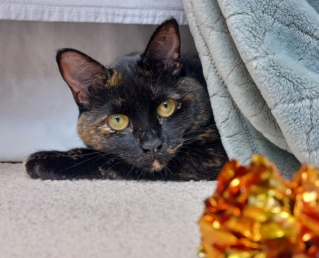 Kesa, an adoptable Domestic Short Hair in Palmer, AK, 99645 | Photo Image 1