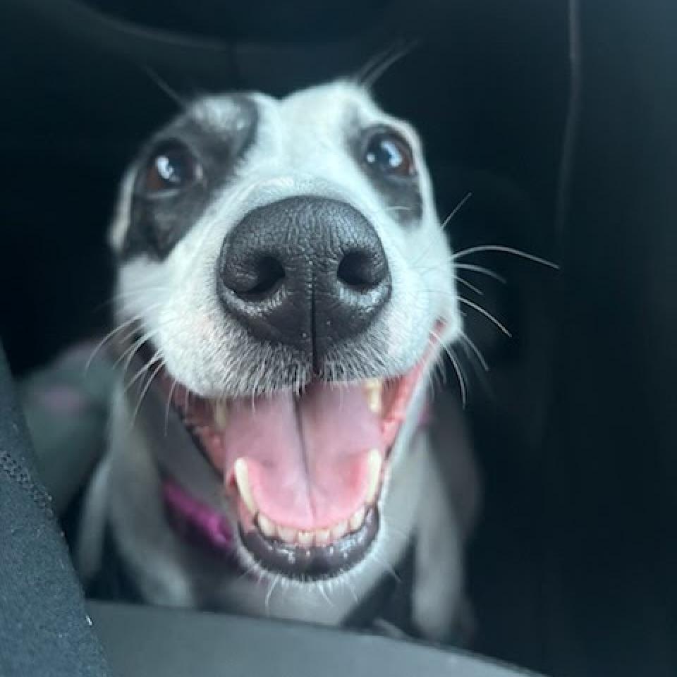 Erin, an adoptable Jack Russell Terrier in Madison, WI, 53716 | Photo Image 1