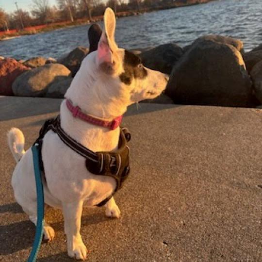 Erin, an adoptable Jack Russell Terrier in Madison, WI, 53716 | Photo Image 2