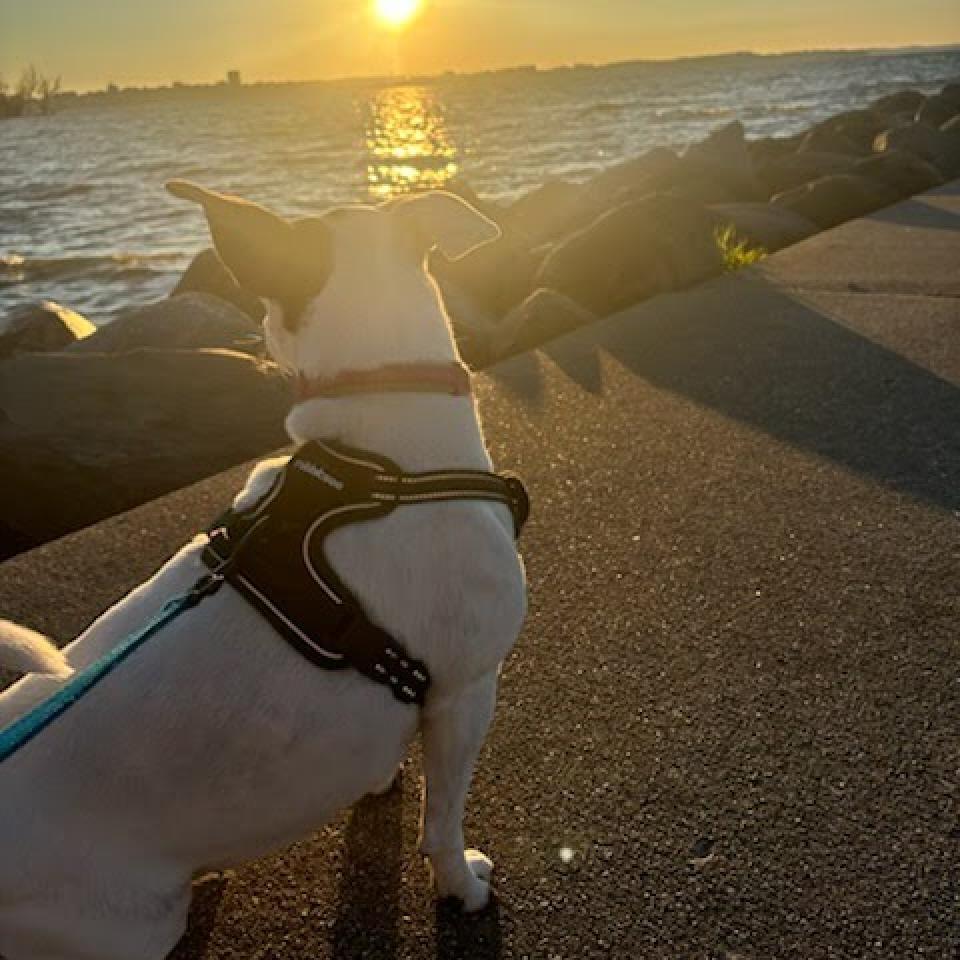 Erin, an adoptable Jack Russell Terrier in Madison, WI, 53716 | Photo Image 3