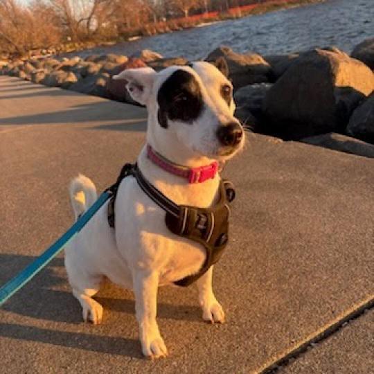 Erin, an adoptable Jack Russell Terrier in Madison, WI, 53716 | Photo Image 4