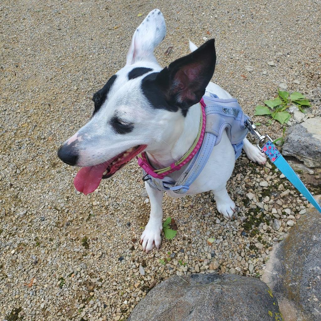 Erin, an adoptable Jack Russell Terrier in Madison, WI, 53716 | Photo Image 6