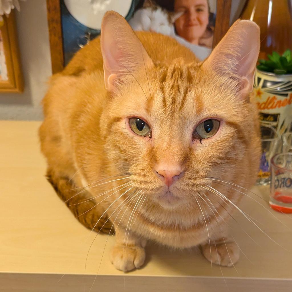 Chilton Years, an adoptable Domestic Short Hair in Austin, TX, 78704 | Photo Image 2