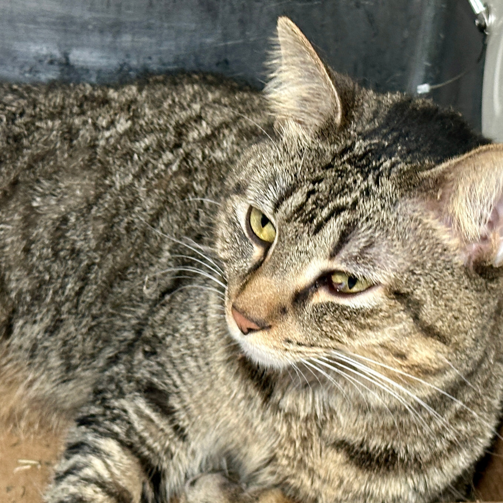 Silverado Sage, an adoptable Domestic Short Hair in Austin, TX, 78704 | Photo Image 3