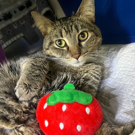 Silverado Sage, an adoptable Domestic Short Hair in Austin, TX, 78704 | Photo Image 6