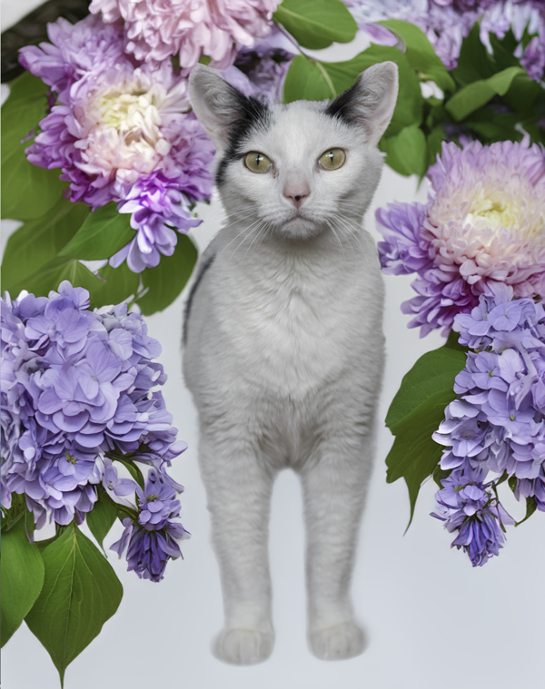 Liam, an adoptable Domestic Short Hair in Kennewick, WA, 99336 | Photo Image 1