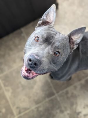 Meet Creed the seven-year-old Pit Mix whose zest for life is simply contagious With a perpetual sm