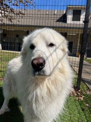 Meet Rembrandt the majestic Great Pyrenees with a soul as deep as the night sky At four years old