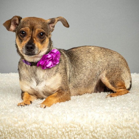 Molly, an adoptable Chihuahua in Wadena, MN, 56482 | Photo Image 1