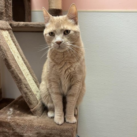 Sammy, an adoptable Domestic Short Hair in Conway, NH, 03818 | Photo Image 2