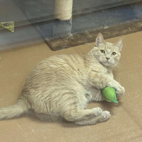 Sammy, an adoptable Domestic Short Hair in Conway, NH, 03818 | Photo Image 3