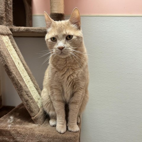 Sammy, an adoptable Domestic Short Hair in Conway, NH, 03818 | Photo Image 5