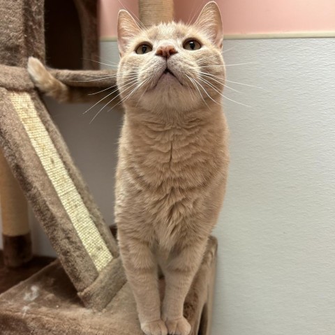 Sammy, an adoptable Domestic Short Hair in Conway, NH, 03818 | Photo Image 6