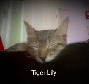 Hi there Im Tigerlily an 8-week-old male brown tabby kitten with a heart as warm as a sunny garde