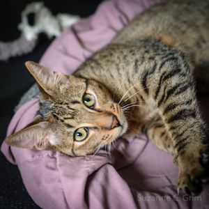 Hi there Im Tigerlily a male brown tabby kitten with a personality as bright and unique as the fl