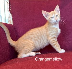 OrangeMellow Domestic Short Hair Cat