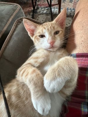 Hi there My name is Orangemellow and Im an 8-week-old male orange kitten Im a super chill and f