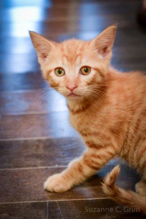 Hey there Im Fireball an 8-week-old female orange kitten with a fiery personality to match my vib