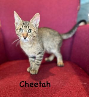 Hello Im Cheetah an 8-week-old male brown tabby kitten with a heart full of love and a playful sp