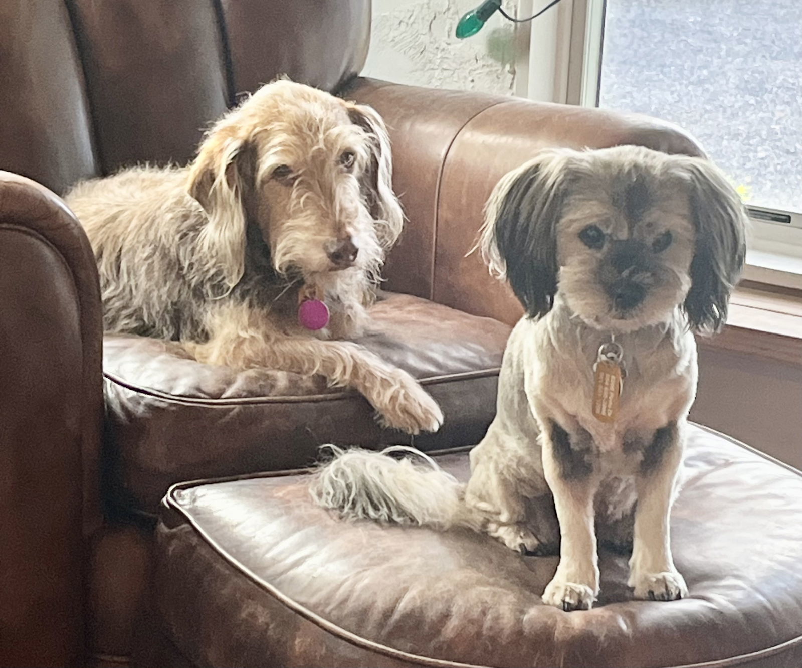 Bucky and Gidget *, an adoptable Schnauzer in Royal Palm Beach, FL, 33421 | Photo Image 1