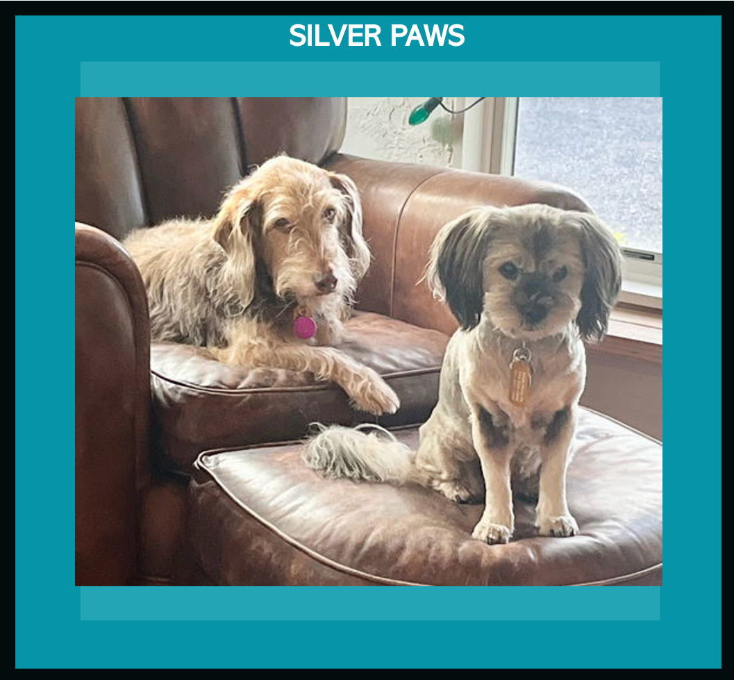 Bucky and Gidget *, an adoptable Schnauzer in Royal Palm Beach, FL, 33421 | Photo Image 1