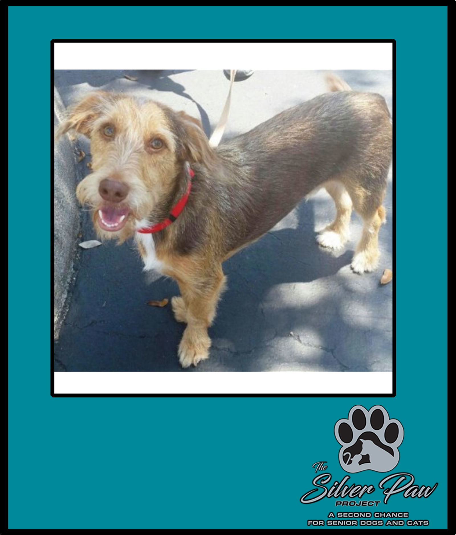 Bucky and Gidget *, an adoptable Schnauzer in Royal Palm Beach, FL, 33421 | Photo Image 3