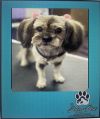 Gidget and Bucky * photo 3