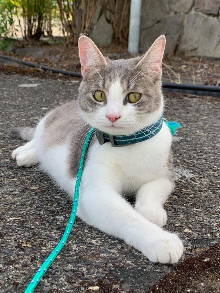 Bodhi, an adoptable Domestic Short Hair in Battle Ground, WA, 98604 | Photo Image 2