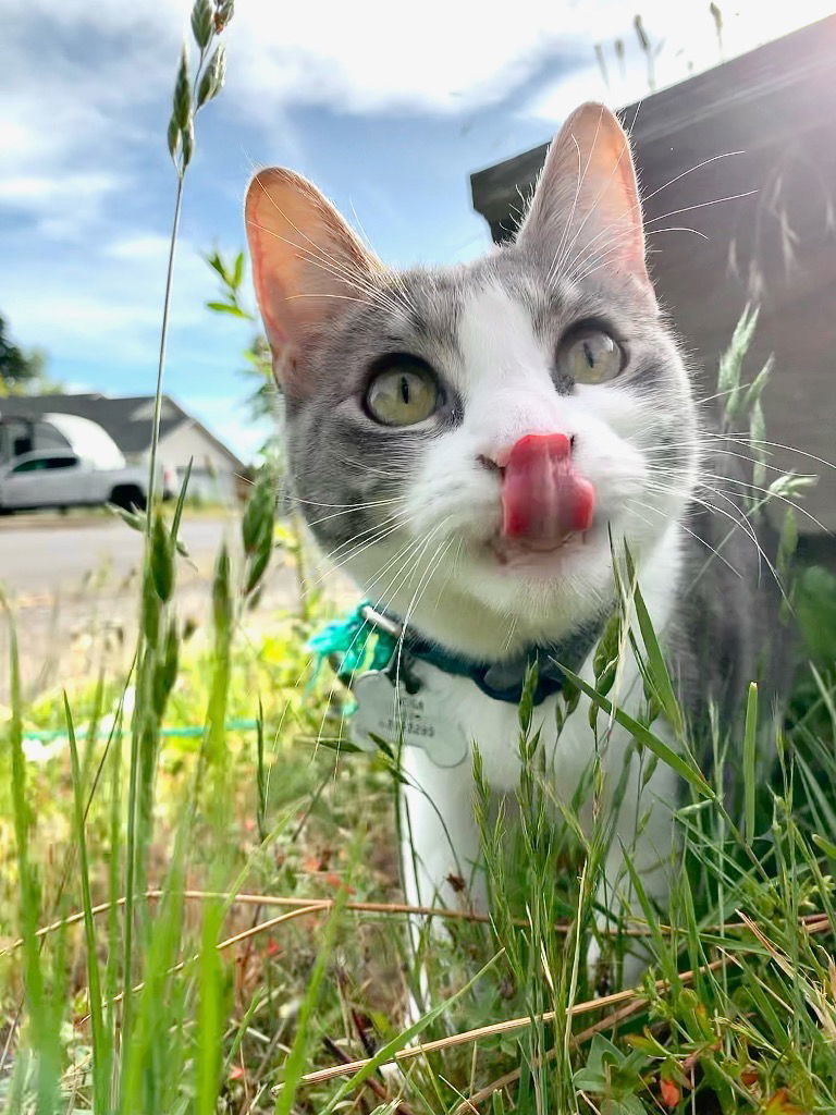 Bodhi, an adoptable Domestic Short Hair in Battle Ground, WA, 98604 | Photo Image 3