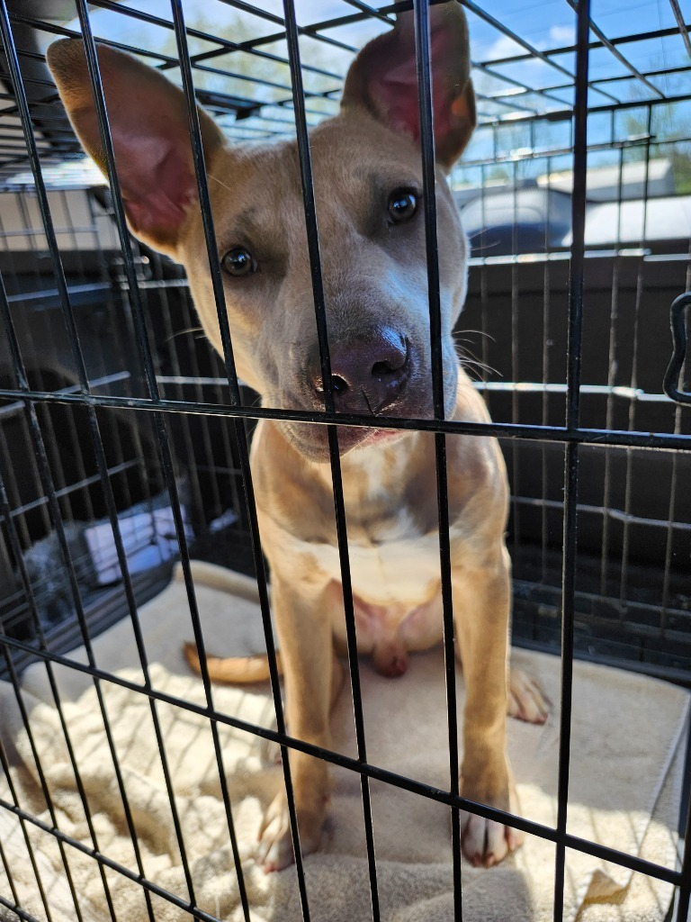 Apollo, an adoptable Pit Bull Terrier in Russellville, KY, 42276 | Photo Image 2