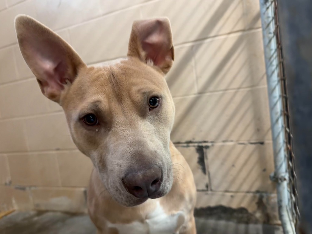 Apollo, an adoptable Pit Bull Terrier in Russellville, KY, 42276 | Photo Image 3