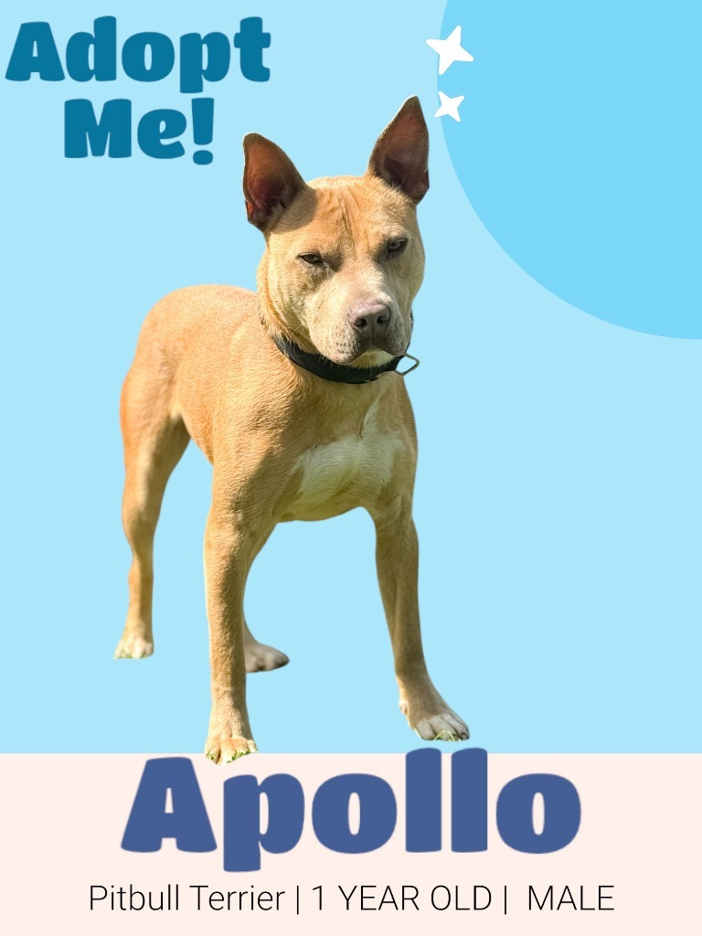 Apollo, an adoptable Pit Bull Terrier in Russellville, KY, 42276 | Photo Image 5