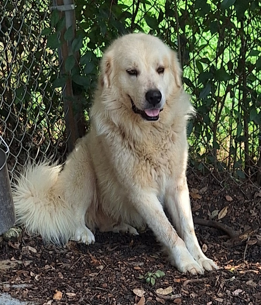 Dog for adoption - Bear, a Great Pyrenees in Lockhart, TX | Petfinder