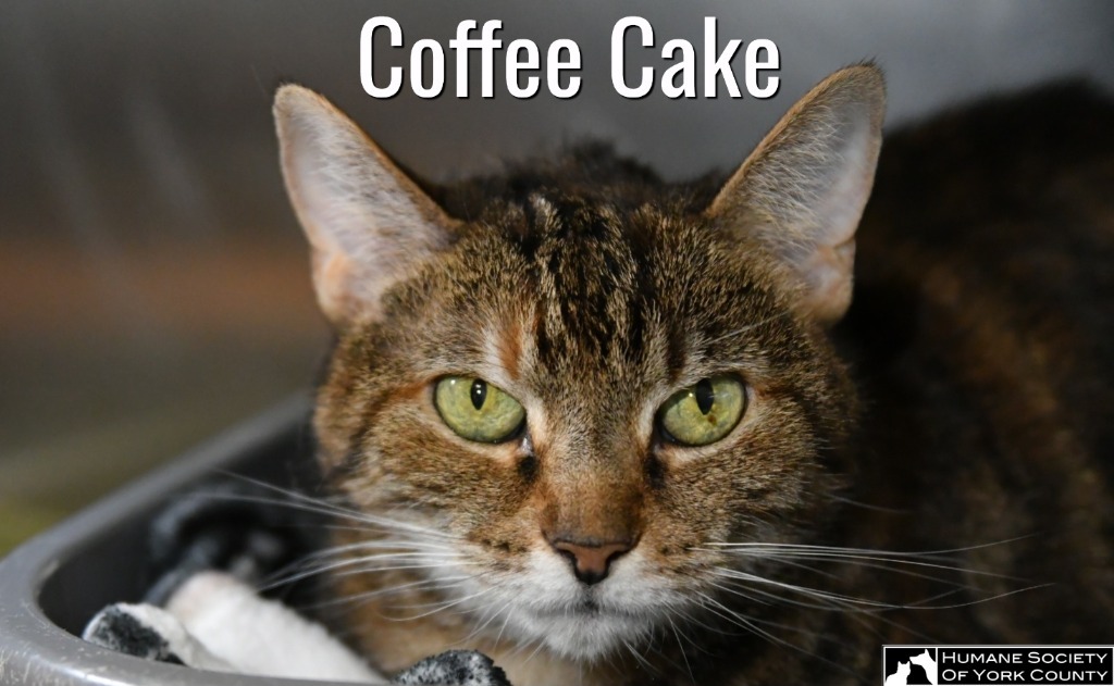 Coffee Cake