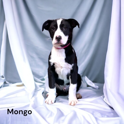 Mongo 1